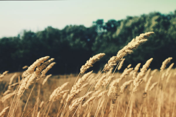 服务器攻击软件